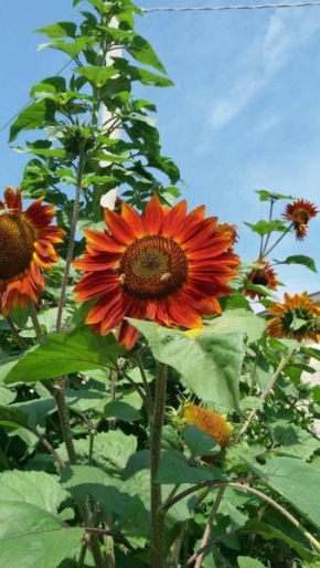 Отель B&B Il Girasole  Камильятелло Силано
